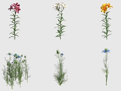 花草组合 百合花黑种草 黑