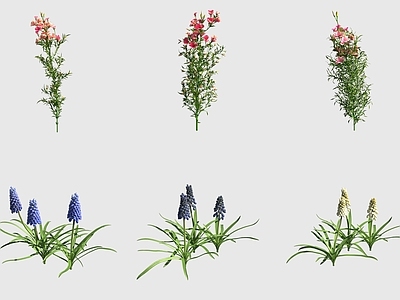花草组合 古代稀葡萄风信子