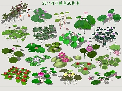 水生植物 荷花 睡莲 莲花 芙蓉