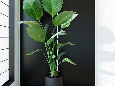 盆栽 现代绿植盆栽 室内植物 仿真绿植 绿植装饰 室内盆栽