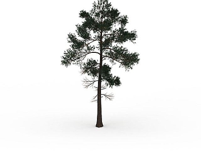 现代办公桌 山区柏树