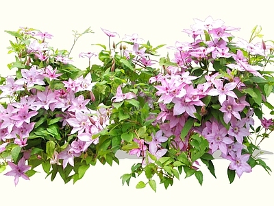 花草 2D粉紫色铁线莲 铁线莲 架子菜