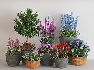盆栽 现代绿植盆栽组合 蓝紫绣球花风铃花 花盆盆栽盆景 柠檬树美人蕉 花卉植物组合