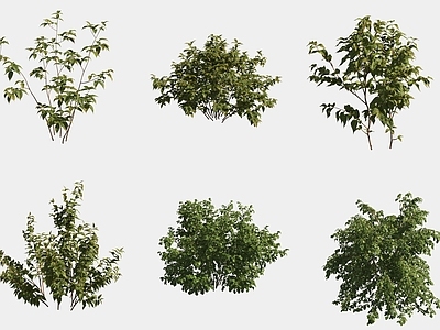 灌木 灌木绿植
