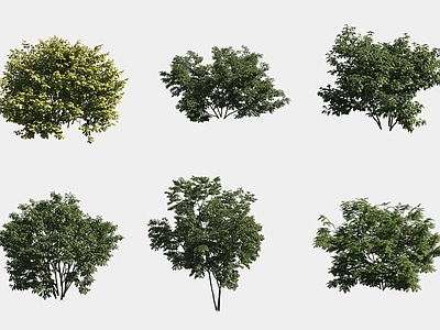 灌木 灌木球绿植组合