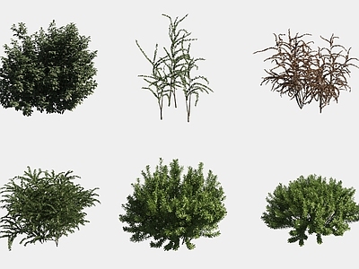 灌木 灌木球绿植组合