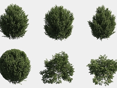 灌木 灌木球绿植组合