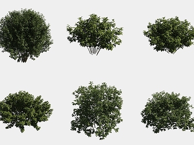 灌木 灌木球绿植组合