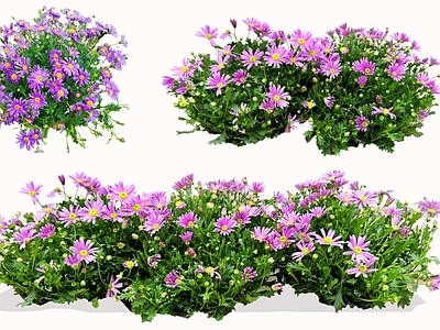 花草 2D姬小菊