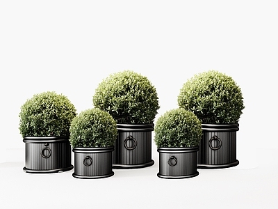 盆景 盆景 盆栽 绿植 苔藓