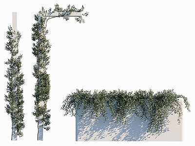 现代绿植縢蔓植物墙络石藤