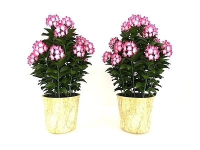 现代鲜花盆栽