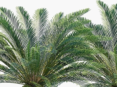 现代植物花草花卉树木苏铁铁树