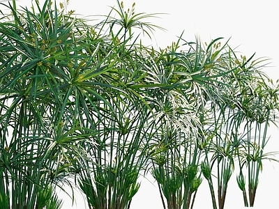 现代植物花草风车草