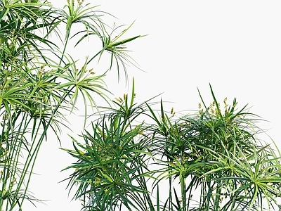 现代植物花草风车草