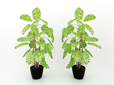 现代植物绿植
