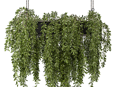 盆栽 吊兰 悬挂植物