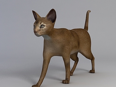 现代爬行类动物 棕色宠物猫