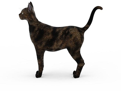 现代爬行类动物 花纹猫