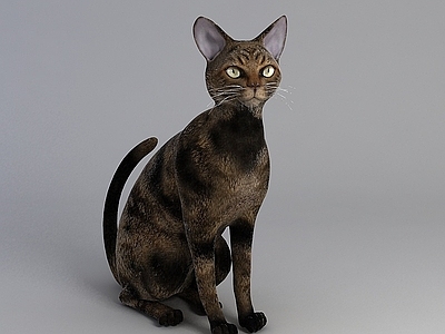 现代爬行类动物 宠物小猫