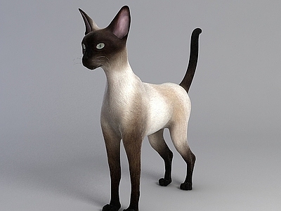 现代爬行类动物 猫科动物