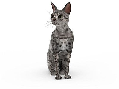 现代爬行类动物 家养小猫