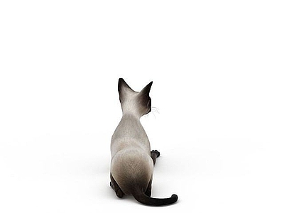 现代爬行类动物 白色小猫