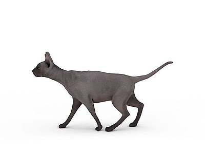 现代爬行类动物 灰色小猫