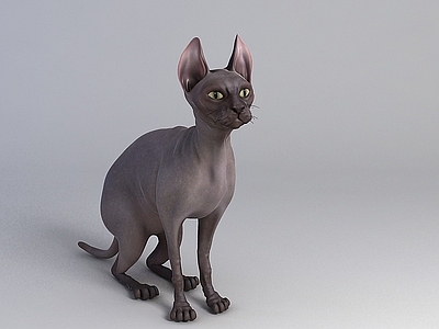 现代爬行类动物 加拿大无毛猫