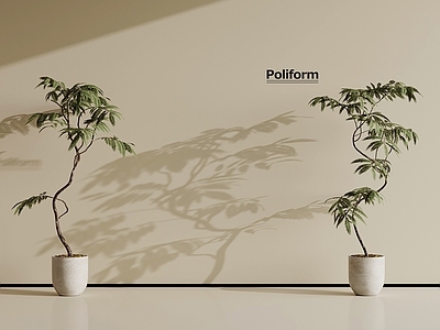 盆栽 现代植物 盆栽