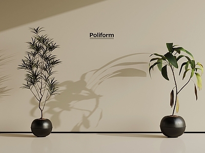 盆栽 现代植物 盆栽