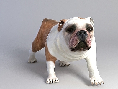 现代爬行类动物 英国斗牛犬