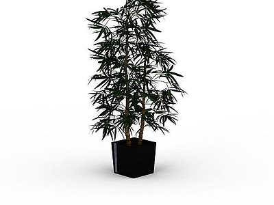 现代佛龛 佛肚竹盆栽