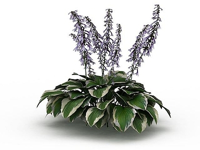 现代佛龛 园艺植物