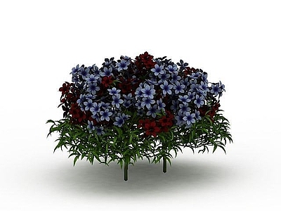 现代佛龛 园艺植物