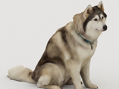 现代狗 宠物 哈士奇 狗