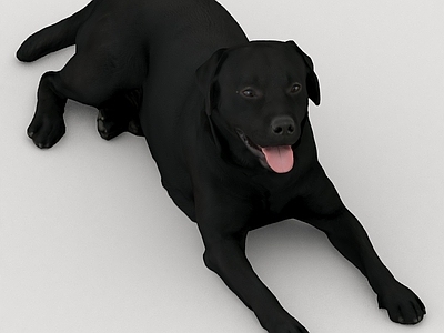 其他动物 黑犬