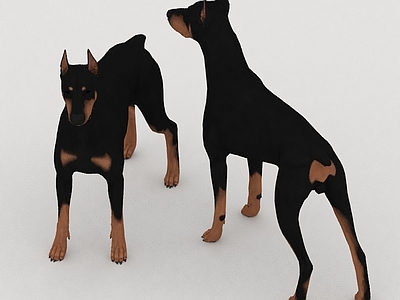 其他动物 杜邦犬 宠物狗 猎犬