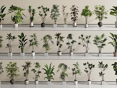盆栽 盆栽组合 植物盆栽 植物组合