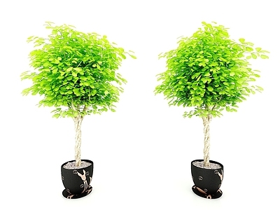 现代植物盆栽