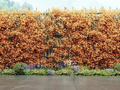 藤蔓 花草组合 花墙藤蔓 灌木 三角梅 藤本植物