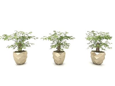 现代绿植盆栽幸福树
