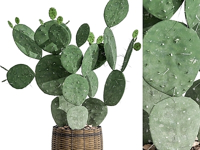 现代植物盆栽仙人掌