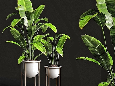 现代植物盆栽