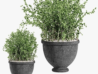 现代植物盆栽