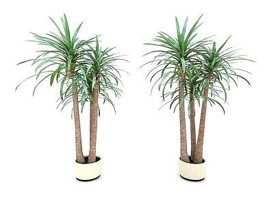 现代植物绿植