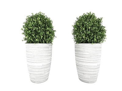 现代绿植植物