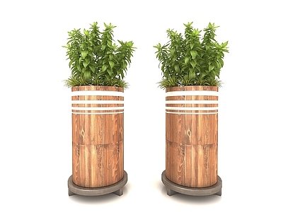 现代盆栽植物