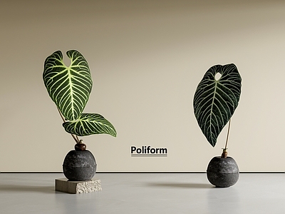 盆栽 绿植盆栽 花艺 盆景