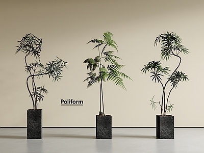 盆栽 植物盆栽 绿植 落地植物
